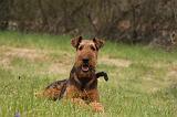 AIREDALE TERRIER 373